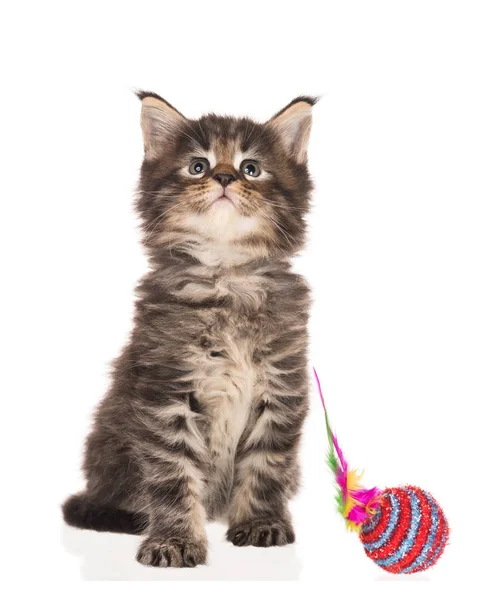 Maine Coon kitten — Stock Photo, Image