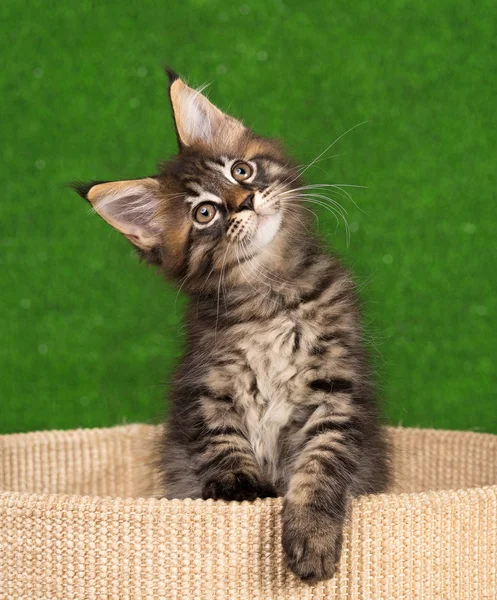 Maine Coon kitten — Stock Photo, Image