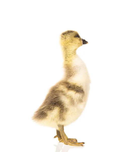 Sevimli küçük gosling — Stok fotoğraf