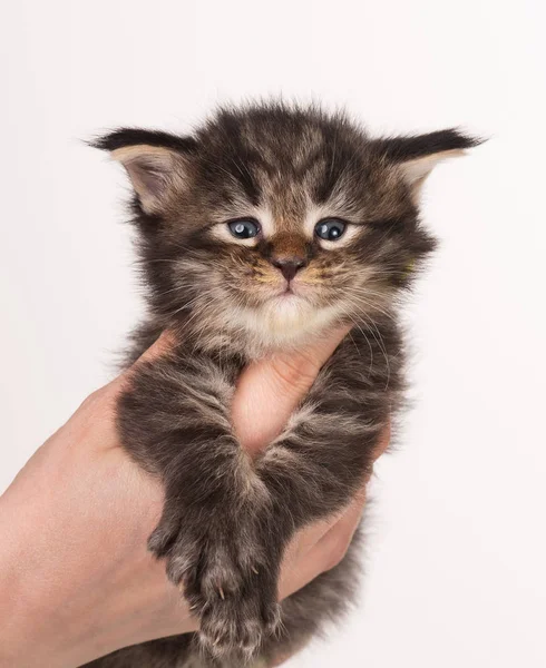 Maine Coon Kitten — Stock fotografie