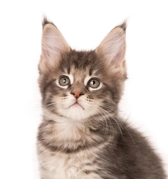 Maine Coon Kitten — Stockfoto