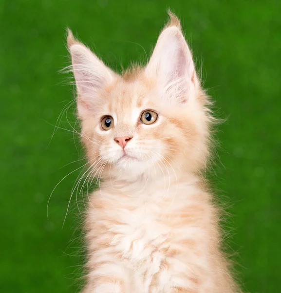 Maine gattino bozzolo — Foto Stock