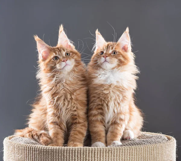 Maine Coon kittens — Stock Photo, Image