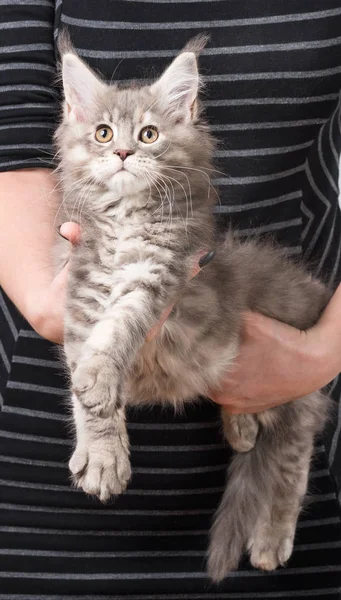 Maine coon gatito —  Fotos de Stock