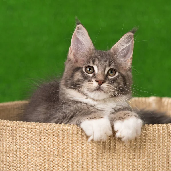 Maine Coon Kitten — Stock fotografie