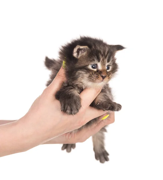 Maine Coon kitten — Stock Photo, Image