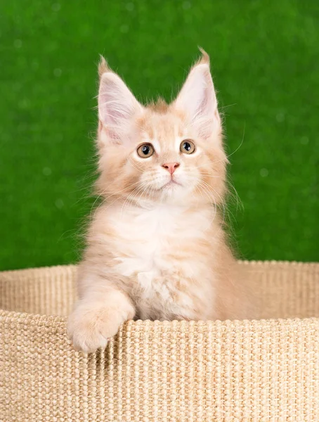 Maine coon gatito — Foto de Stock