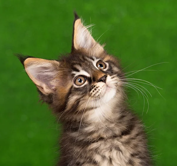 Maine Coon Kitten — Stock fotografie