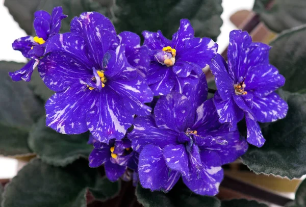 Hermosa flor violeta — Foto de Stock