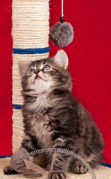 Neugieriges sibirisches Kätzchen — Stockfoto