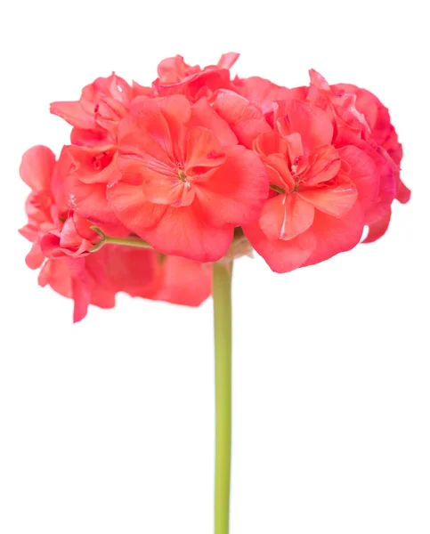 Красный цветок герань — стоковое фото