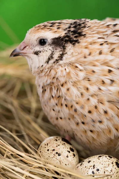 Cute young quail — Stock Photo, Image