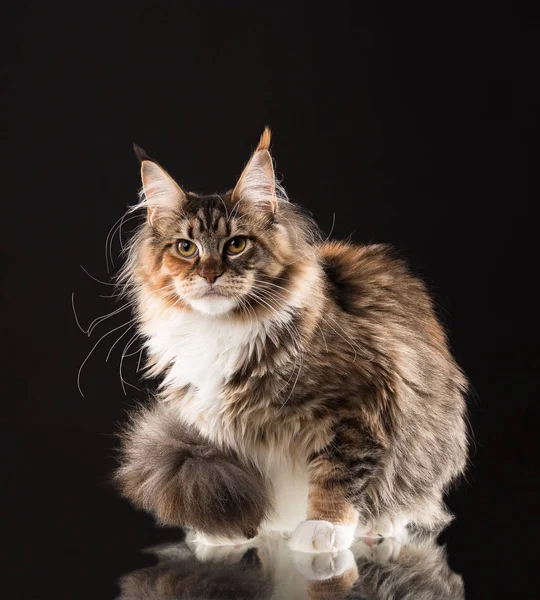 Maine Coon gato — Foto de Stock