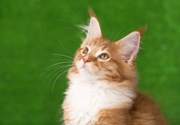 Maine Coon Kitten — Stock fotografie