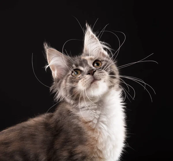 Maine coon gatito — Foto de Stock