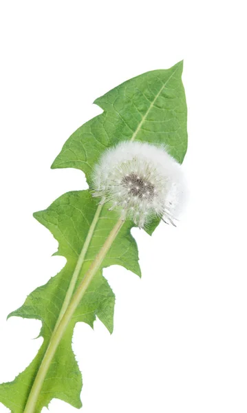 Old dandelion stem — Stock Photo, Image