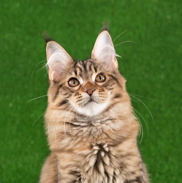 Maine Coon Kitten — Stock fotografie