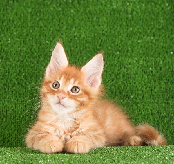 Maine Coon Kitten — Stockfoto