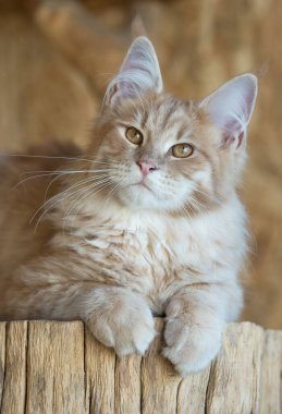 Genç tüylü Maine Rakunu açık hava kafesinde kütüğün üstünde