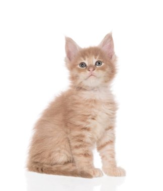 Yumuşak Maine Rakun kedi yavrusu beyaz arka planda izole edilmiş