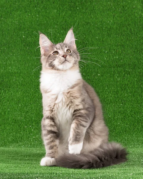 喜庆的缅因小猫咪在绿草的背景上摆姿势 — 图库照片