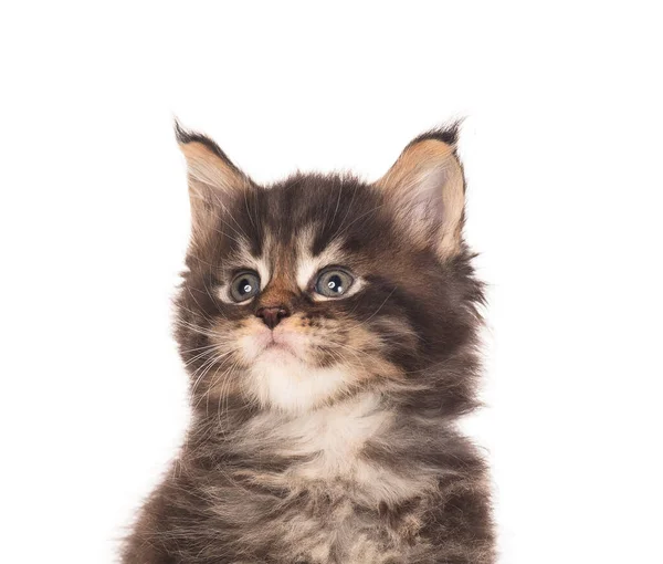 Portret Van Maine Coon Kitten Geïsoleerd Witte Achtergrond — Stockfoto