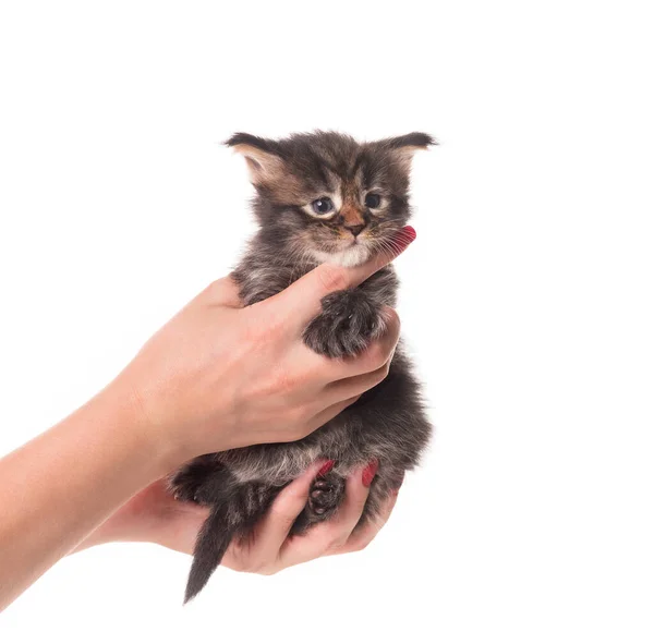 Fluffy Maine Coon Kitten Female Hand Isolated White Background — Stock Photo, Image
