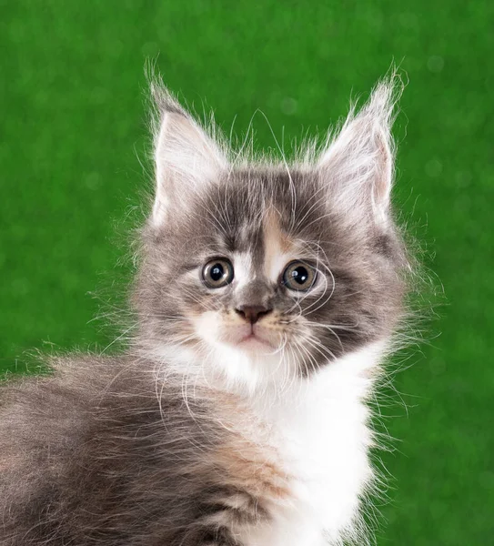 Retrato Maine Coon Gatito Sobre Verde Hierba Fondo —  Fotos de Stock