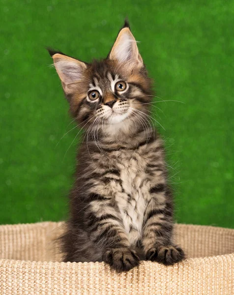 Maine Coon Kitten Scratching Stone Green Grass Background — Stock Photo, Image