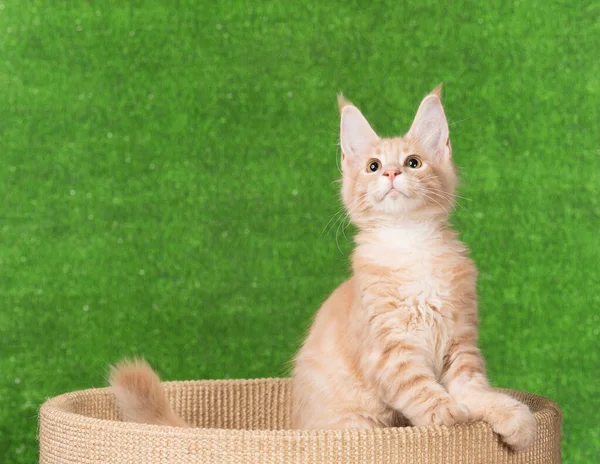 Maine Coon Kitten Scratching Stone Groen Gras Achtergrond — Stockfoto