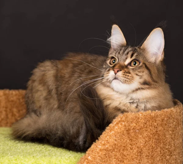 Maine Coon Gatito Rasguño Piedra Sobre Fondo Negro —  Fotos de Stock