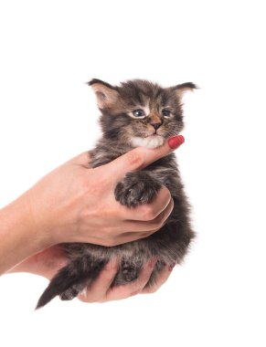 Beyaz arka planda yalıtılmış dişi eldeki tüylü Maine Rakunu kedi yavrusu