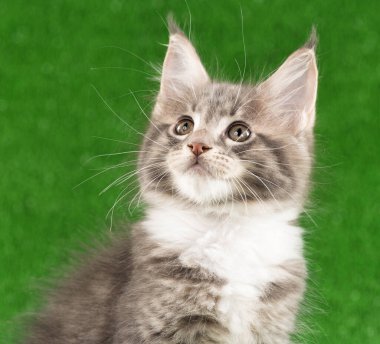 Yeşil çimen üzerinde Maine Rakun kedi portresi