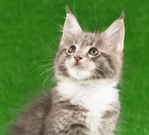 Porträtt Maine Coon Kattunge Över Grönt Gräs Bakgrund — Stockfoto