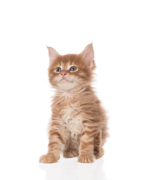 Fluffy Maine Coon Gatinho Isolado Sobre Fundo Branco — Fotografia de Stock