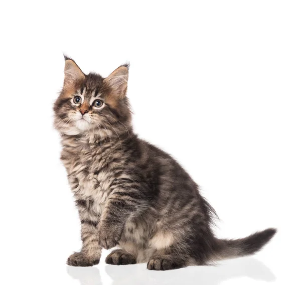 Fluffy Maine Coon Kitten Isolated White Background — Stock Photo, Image