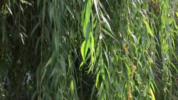Groene Bladeren Van Willow Zomer Achtergrond Video — Stockvideo
