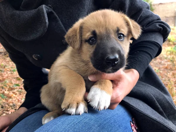 Piccolo cane dai capelli rossi cucciolo tra le braccia guarda nella cornice — Foto Stock