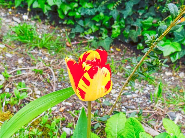 a tulip with the colors of the Spanish flag