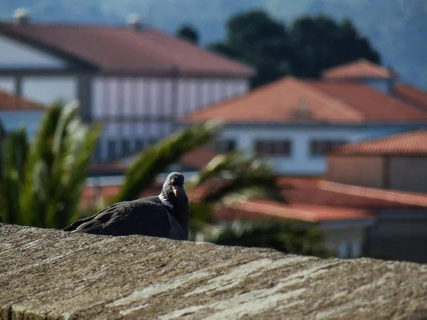 Pigeon Sur Mur Tour Guet San Juan — Photo