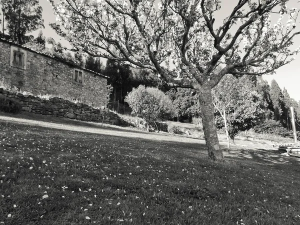 Abandoned House Apple Tree — Stock Photo, Image