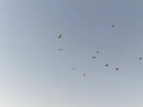 Ένα Κοπάδι Γλάροι Ανυψώνει Την Πτήση Για Την Παραλία Του — Φωτογραφία Αρχείου