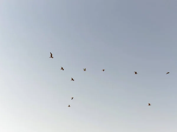 Flock Måsar Lyfter Flyget Stranden Valdoviño — Stockfoto
