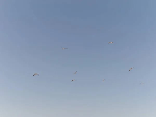 Troupeau Mouettes Soulève Vol Sur Plage Valdovino — Photo