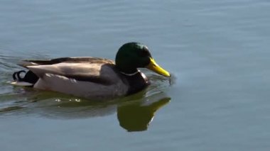 güzel drake sığ suda yüzüyor