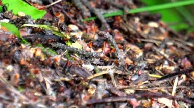 büyük bir orman karınca yuvasında karıncaların yaşam