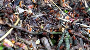 büyük bir orman karınca yuvasında karıncaların yaşam