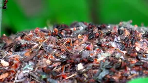 Life Ants Large Forest Anthill — Stock Video