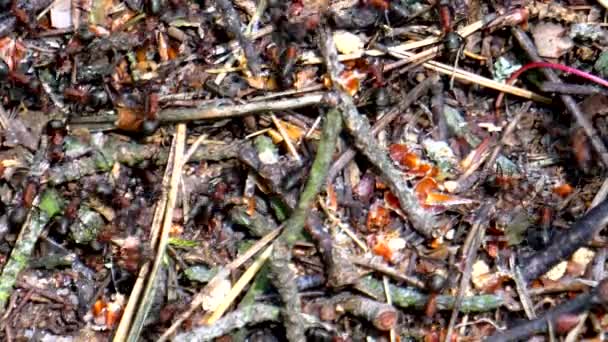 Life Ants Large Forest Anthill — Stock Video