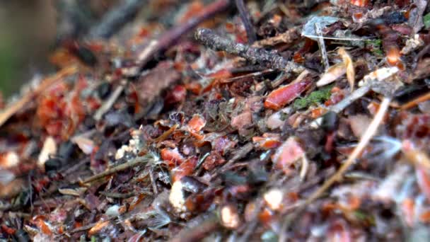 Life Ants Large Forest Anthill — Stock Video